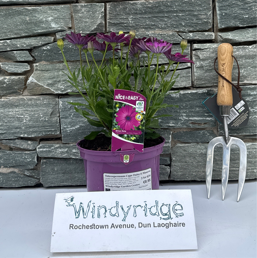 African Daisy Osteospermum Cape Daisy Maseru (2Ltr Pot)