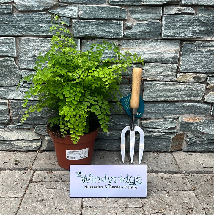 Adiantum raddianum Fragans  P17