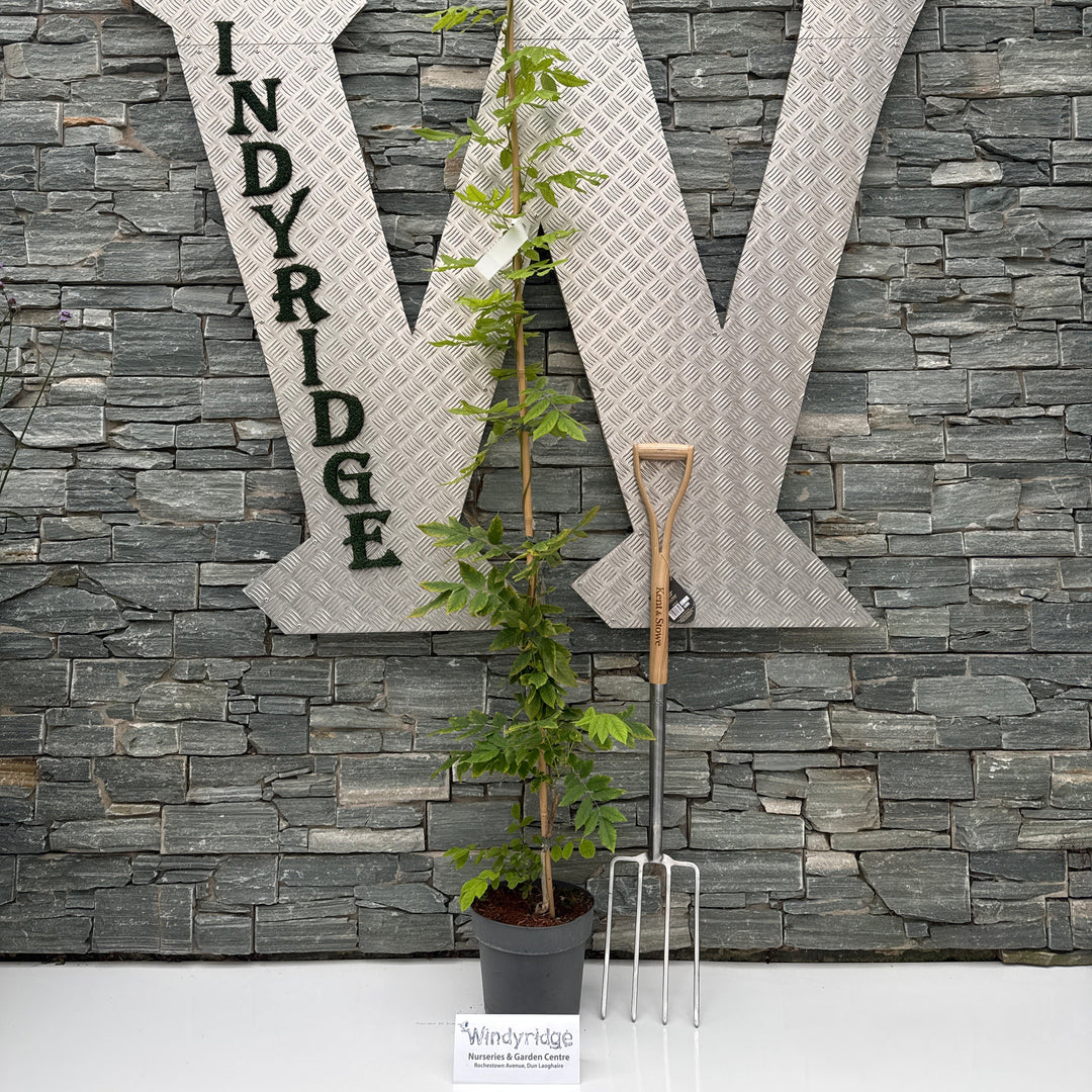 Wisteria ven. Grande Diva Cecilia P25-(7-LTR) 175/200CM