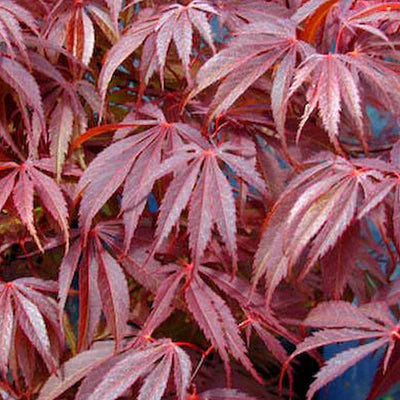 Acer palm. Sumi-nagashi