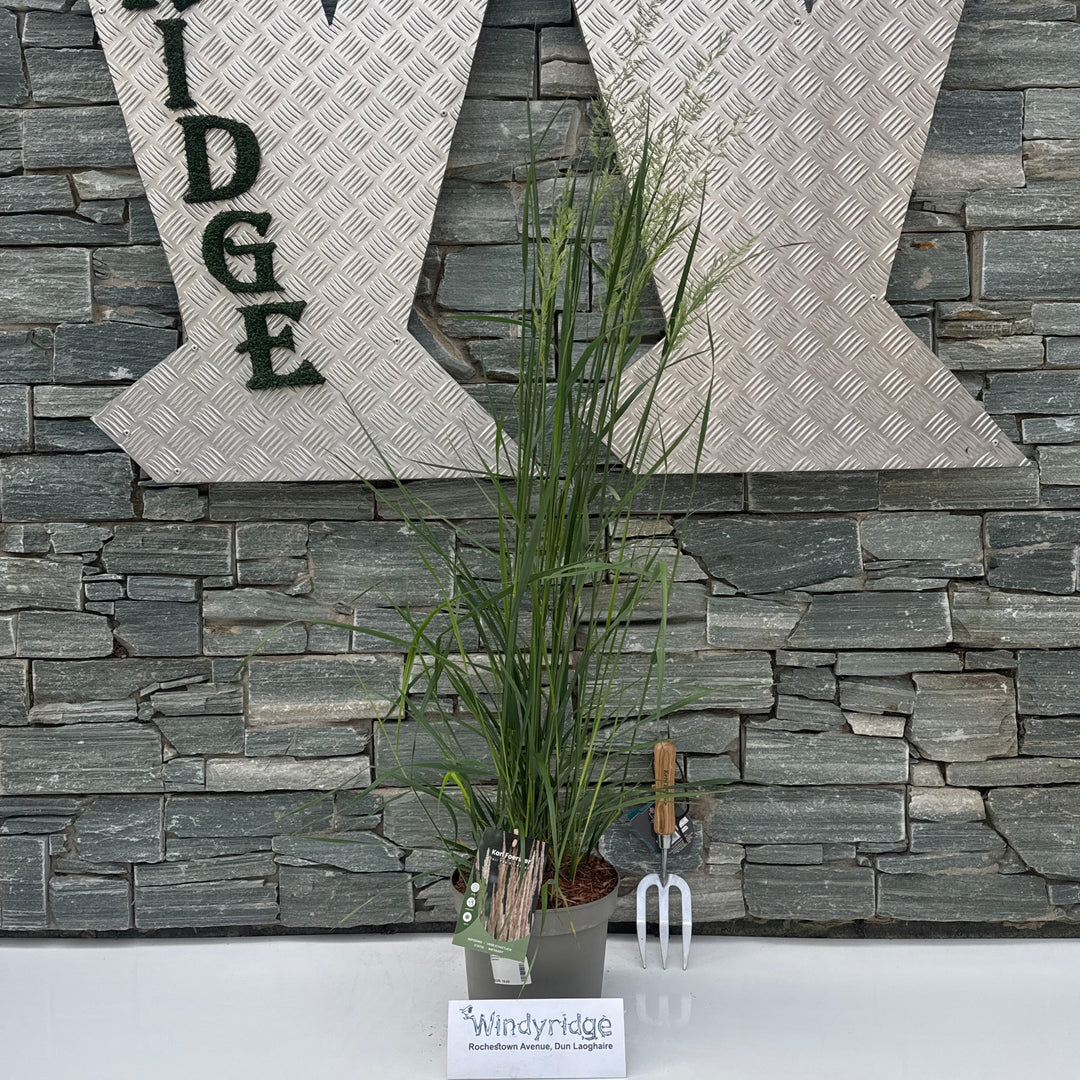 Calamagrostis acut. Karl Foerster
