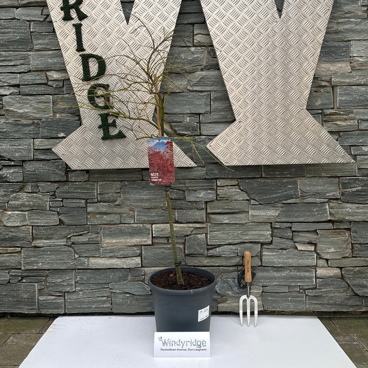 Acer pal. Ornatum 60 cm st. Deco 10L.