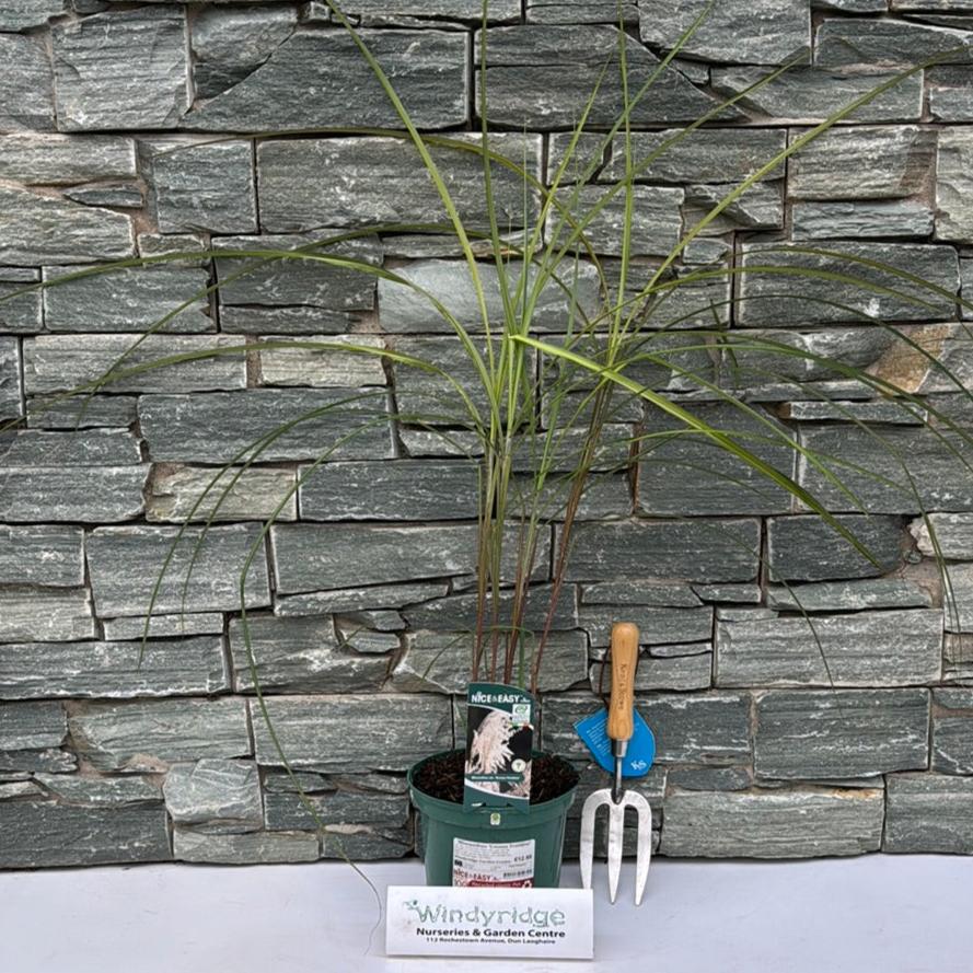Miscanthus Grosse Fontäne