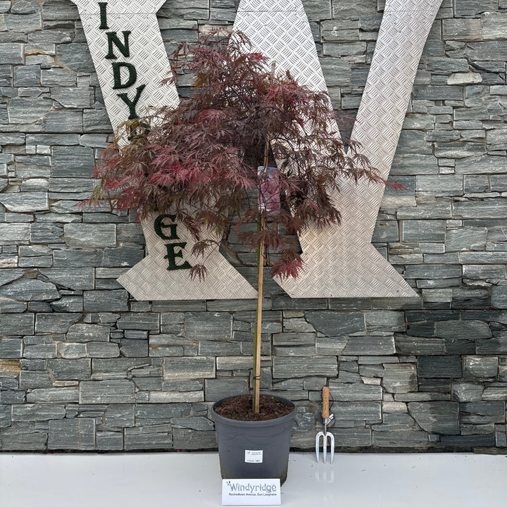 Acer pal. Red Dragon 90 cm st. Deco 18L.