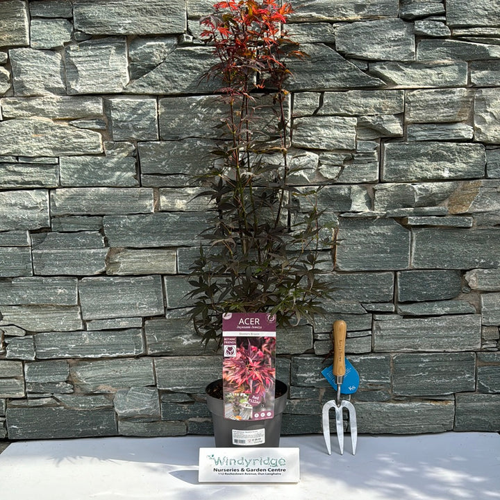 Acer palm. Skeeters Broom