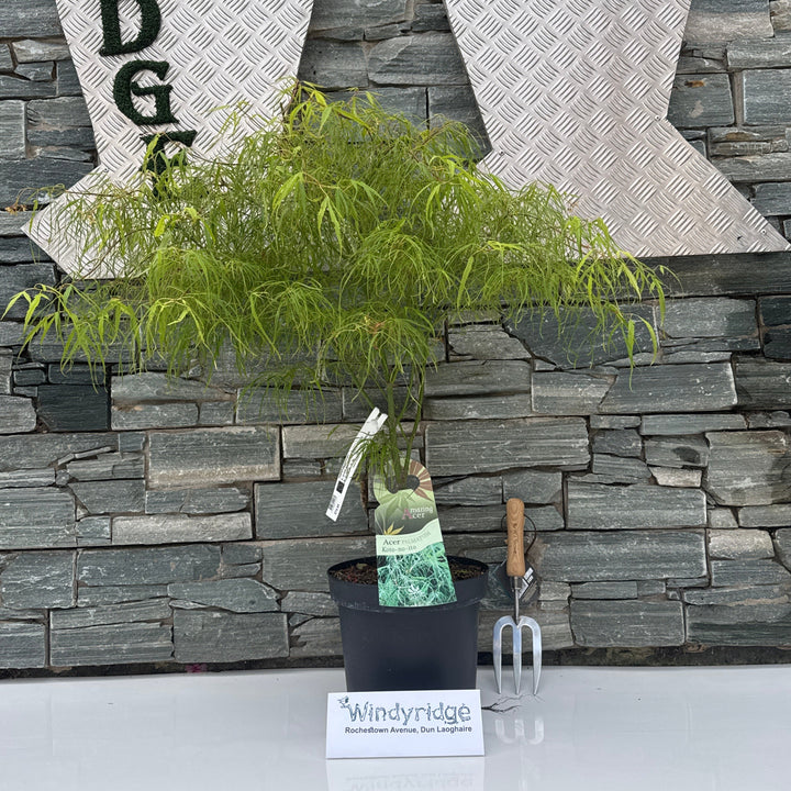 ACER PALMATUM KOTO-NO-ITO 7.5Ltr