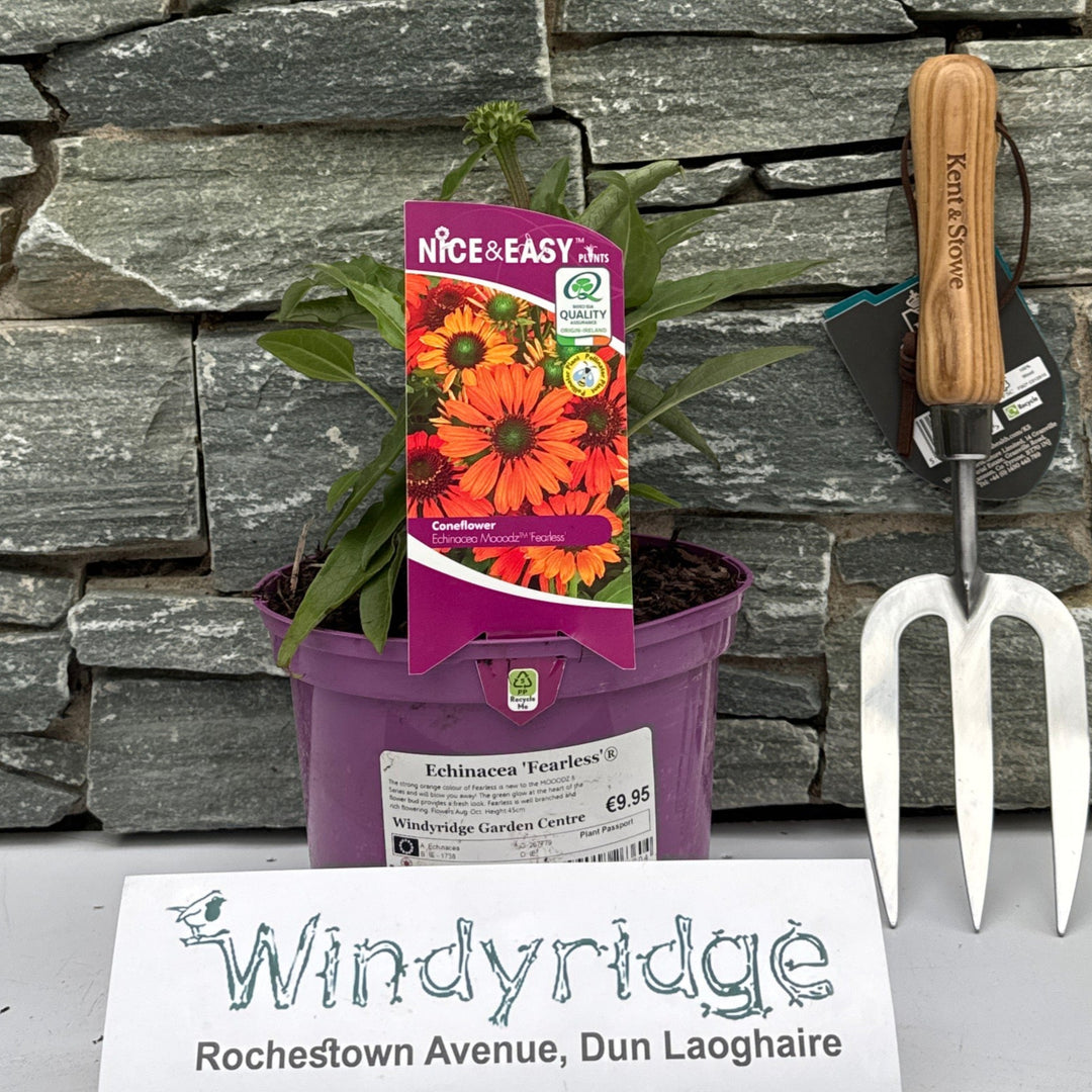 Echinacea Fearless