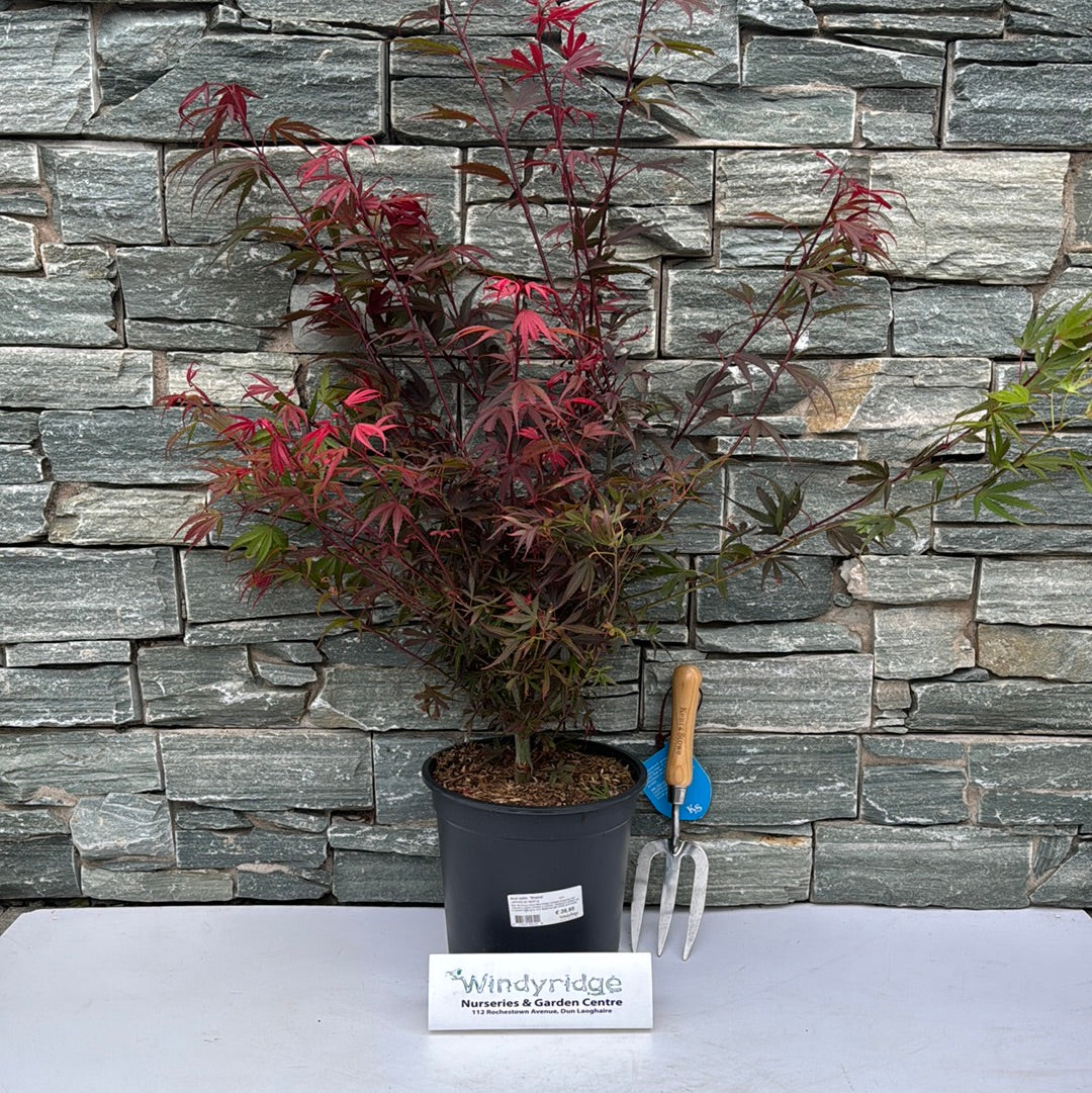 Acer palm. Shaina  C6.5