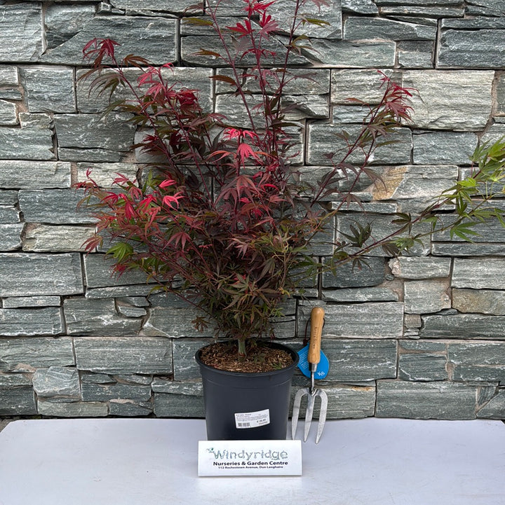 Acer palm. Shaina  C6.5