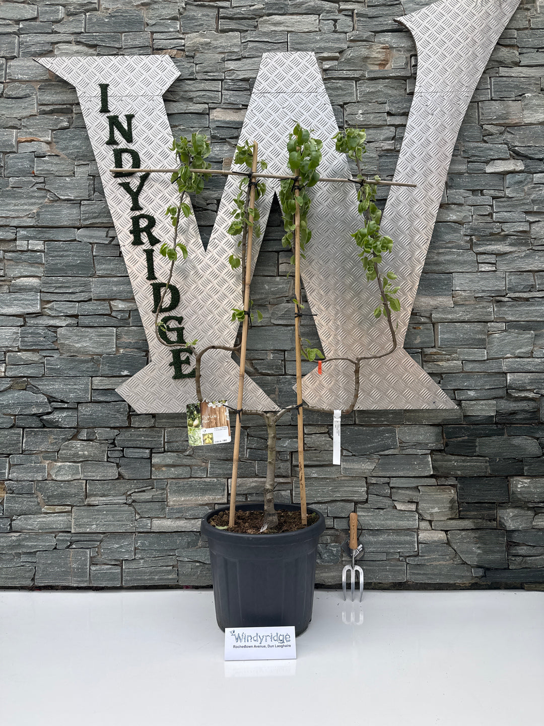 Pyrus c. Conference C 35 double U-form