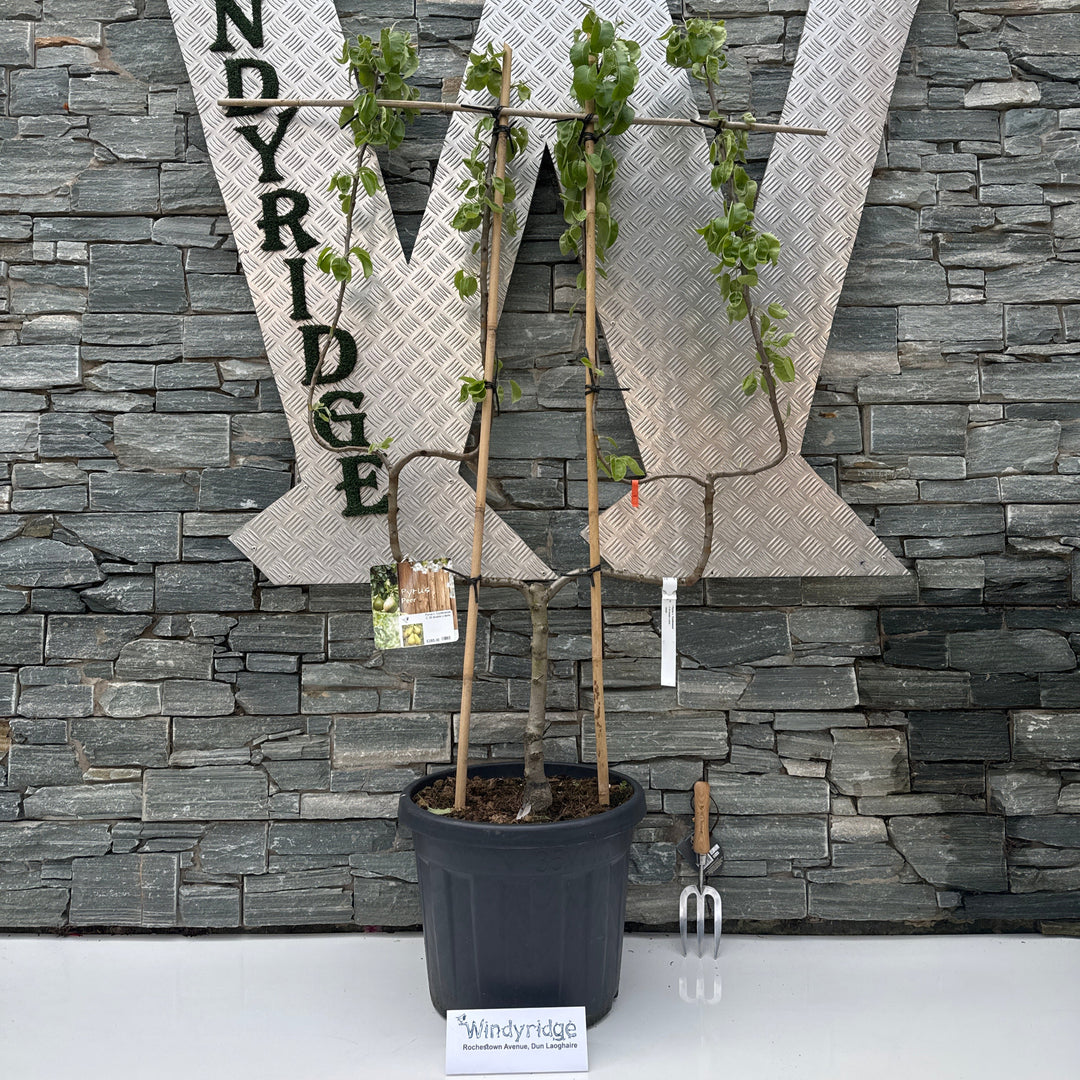 Pyrus c. Conference C 35 double U-form