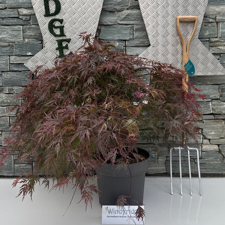 Acer palmatum Dissectum Orangeola