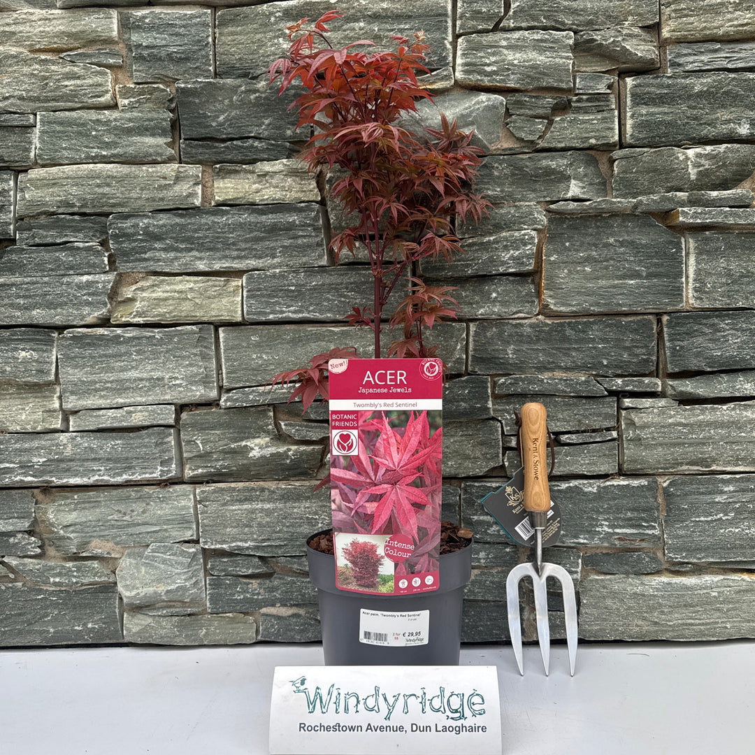 Acer palm. Twomblys red Sentinel