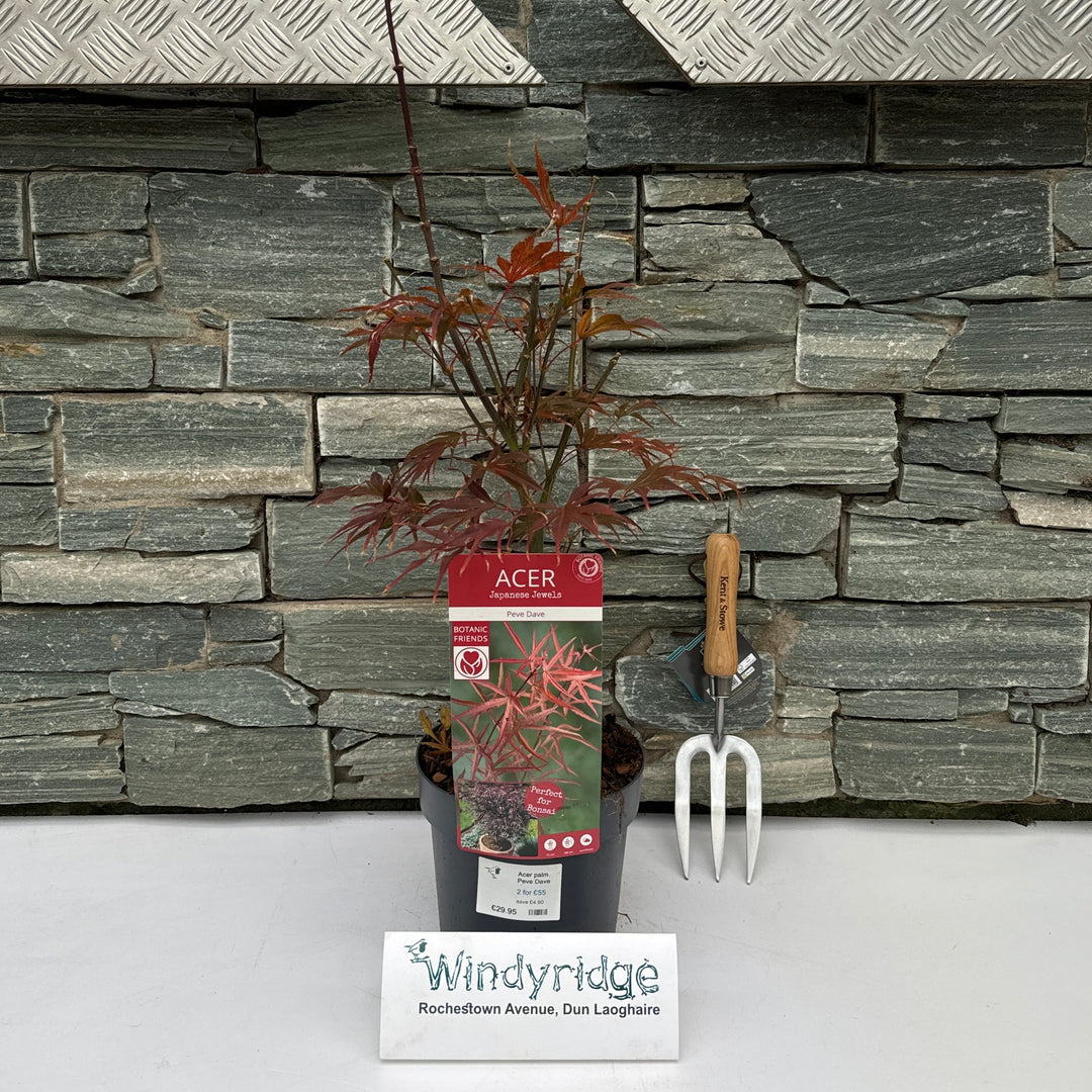 Acer palm. Peve Dave