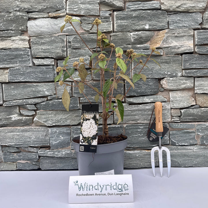 Viburnum Eskimo  4 Ltr pot