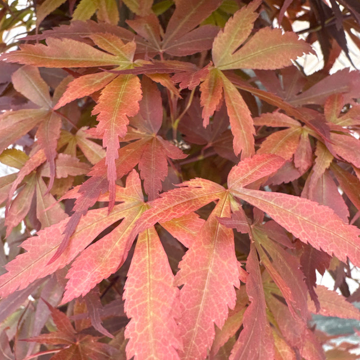Acer palm. Skeeters Broom
