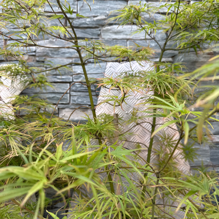 Acer pal. Linearilobum 150-175 cm 25L