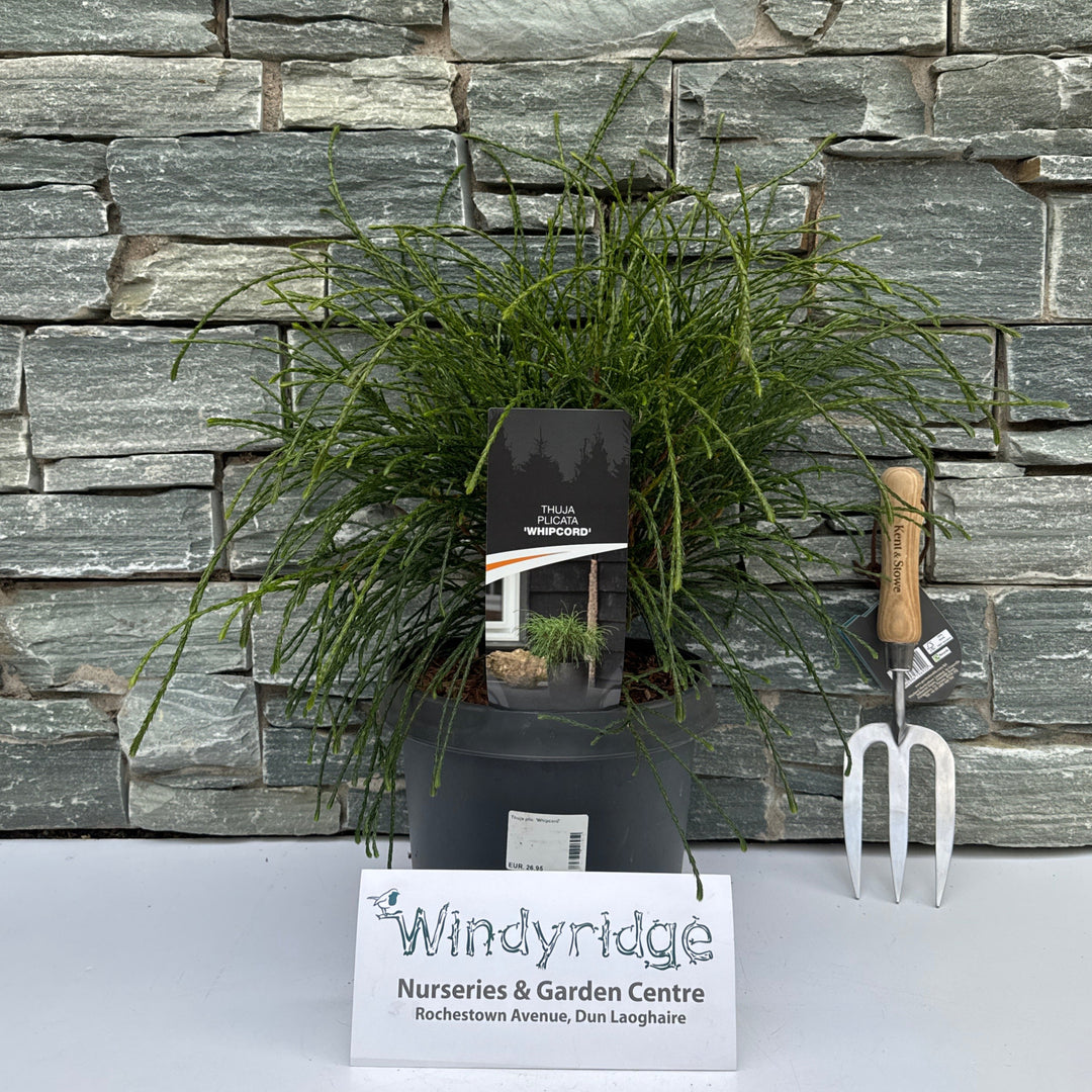 Thuja plic. Whipcord