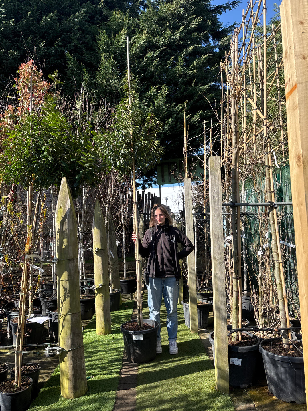 Prunus l. Novita C45 HS 10/12