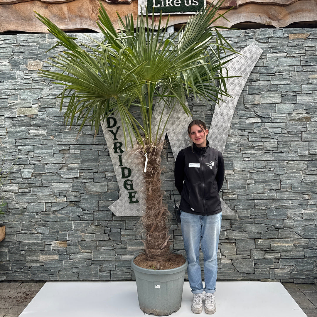 Trachycarpus fortunei