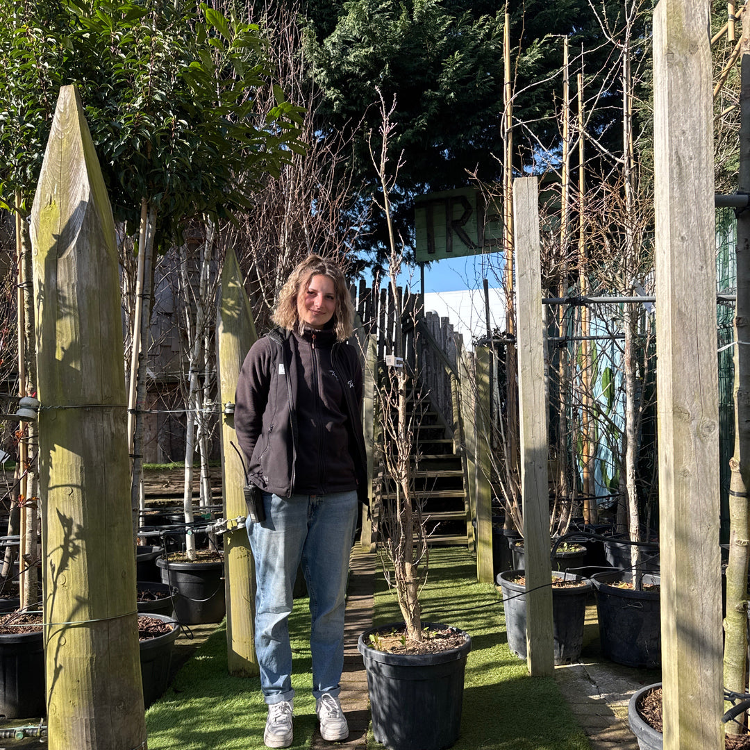 QUERCUS X BIM.CRIMSON SPIRE CLT 30 H 200 - 250 CM RAMIF.