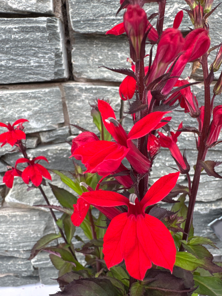 Lobelia Starship Scarlet