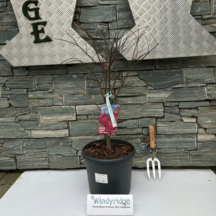 Acer pal. Pevé Dave (60-80 cm 10L)