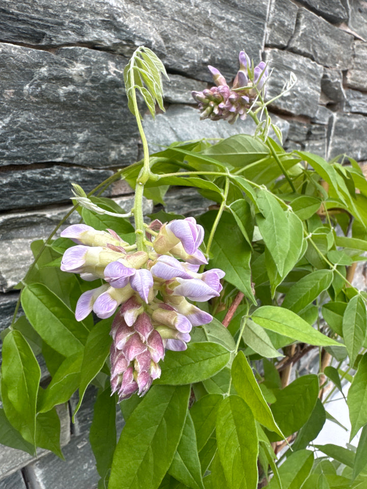 Wisteria frutes. Amethyst Falls pot 19 cm