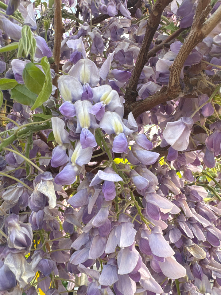 WISTERIA BRACH.GOLDEN KING ZOLLA + CONT (CLT 35)  TRONCO 130 - 140 CM CIRC. TR. 06 - 08 CM  1/2 STD