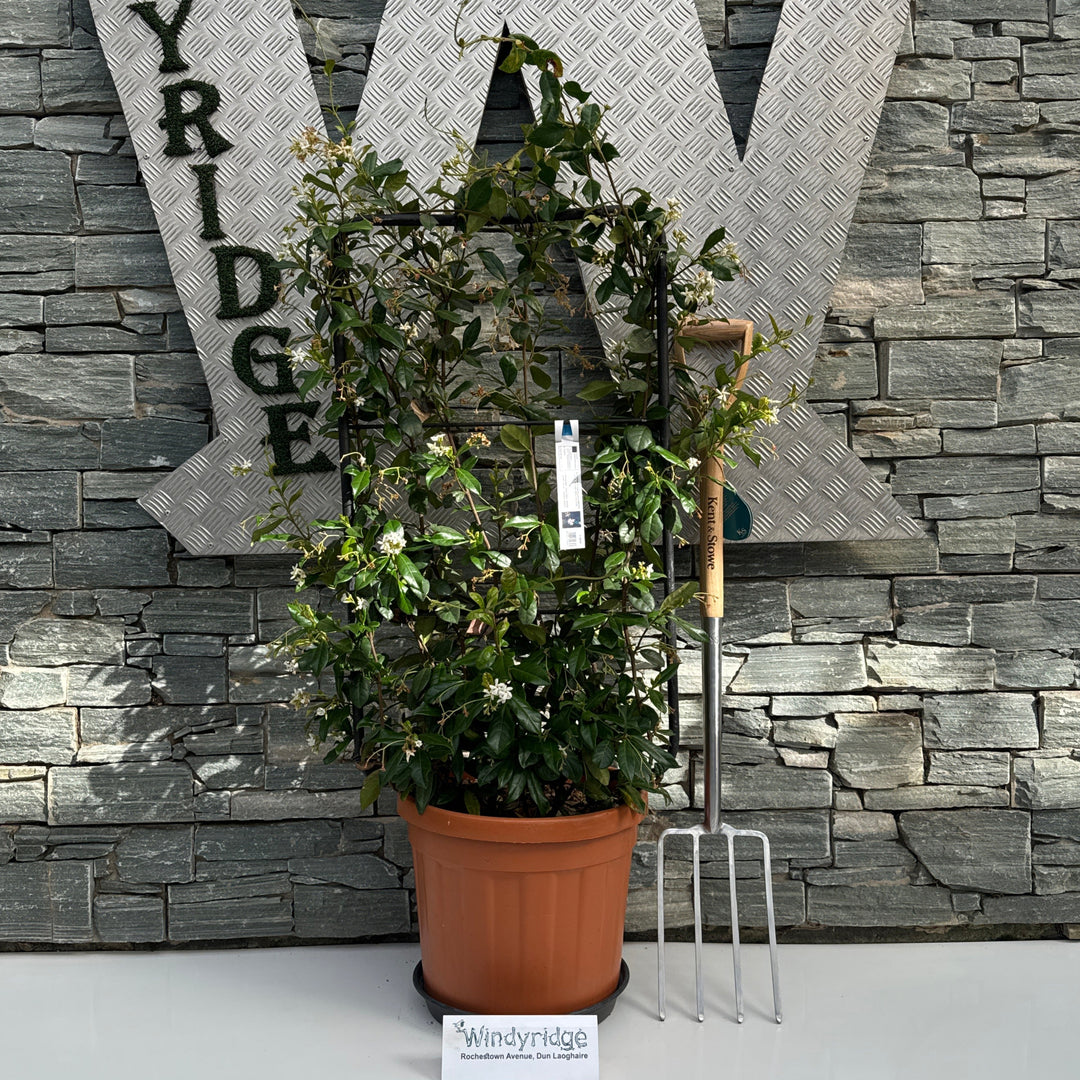RHYNCOSPERMUM (Trachelospermum) JASMINOIDES CLT 30 SPALLIERA IN METALLO 85 X 50 CM