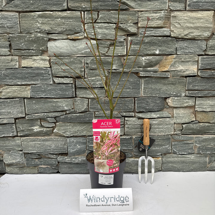 ACER PALM. EXTRAVAGANZA (PBR)