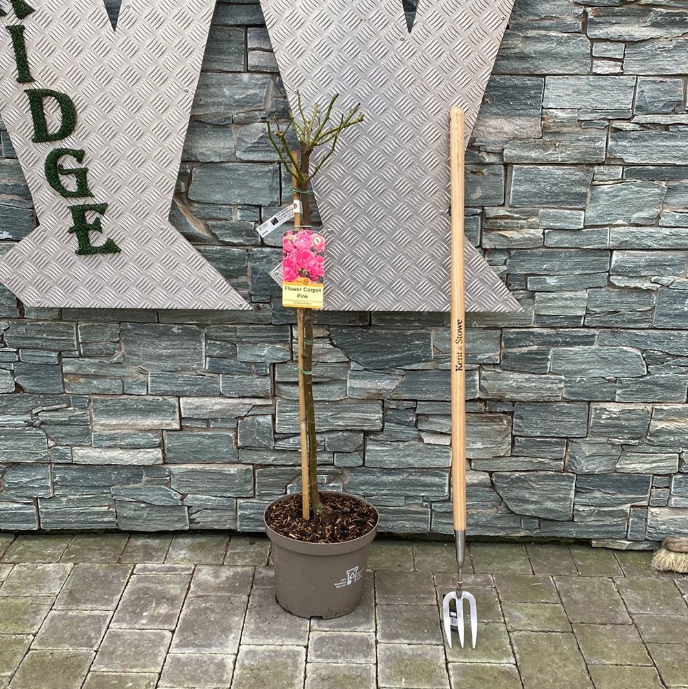 FLOWER-CARPET-PINK-Half-Standard-Potted