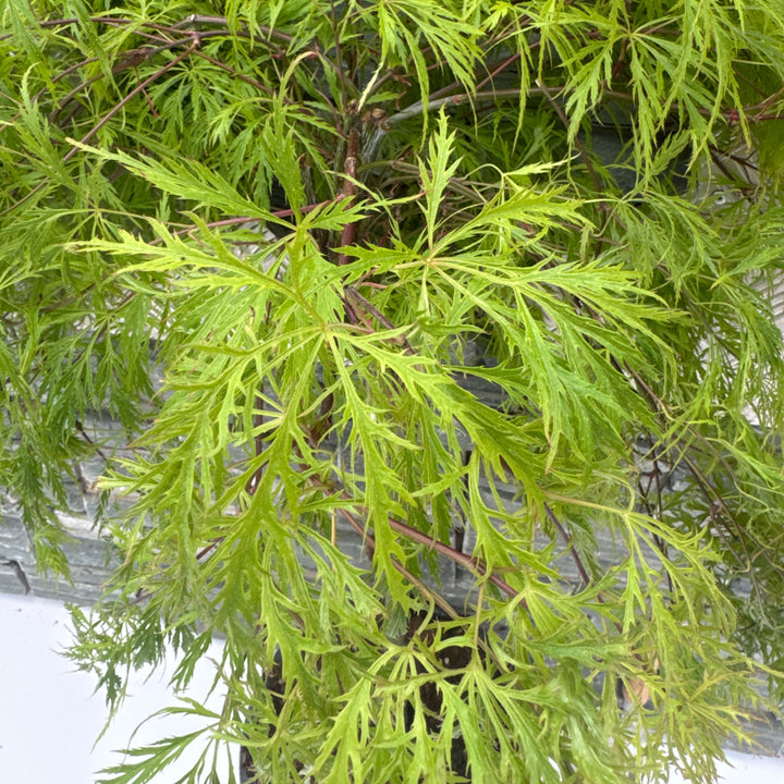 Acer pal. Moss Gold 50 cm st. Deco 15L.