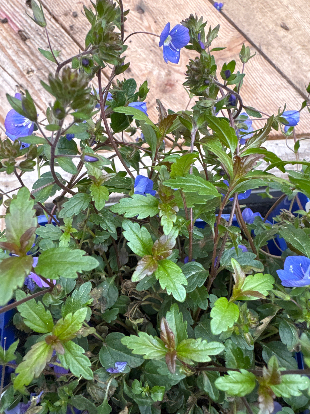 Veronica   Georgia Blue