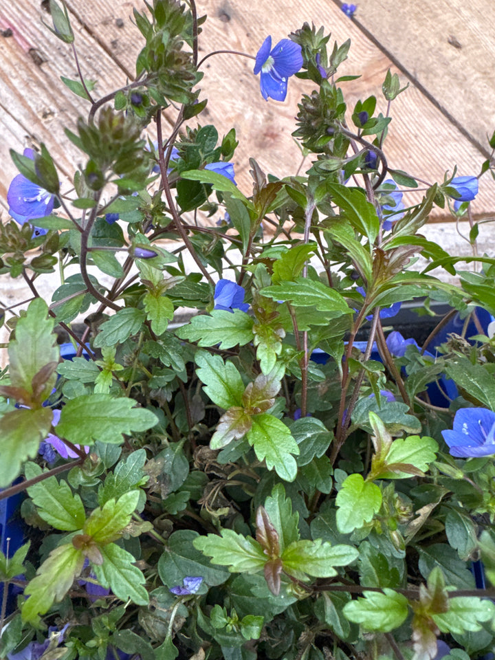 Veronica   Georgia Blue