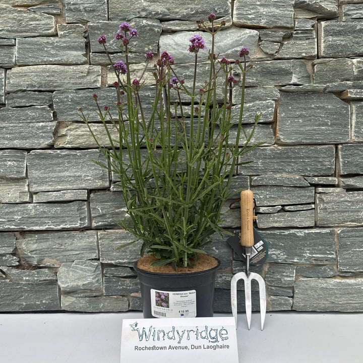 VERBENA bon. Meteor Shower