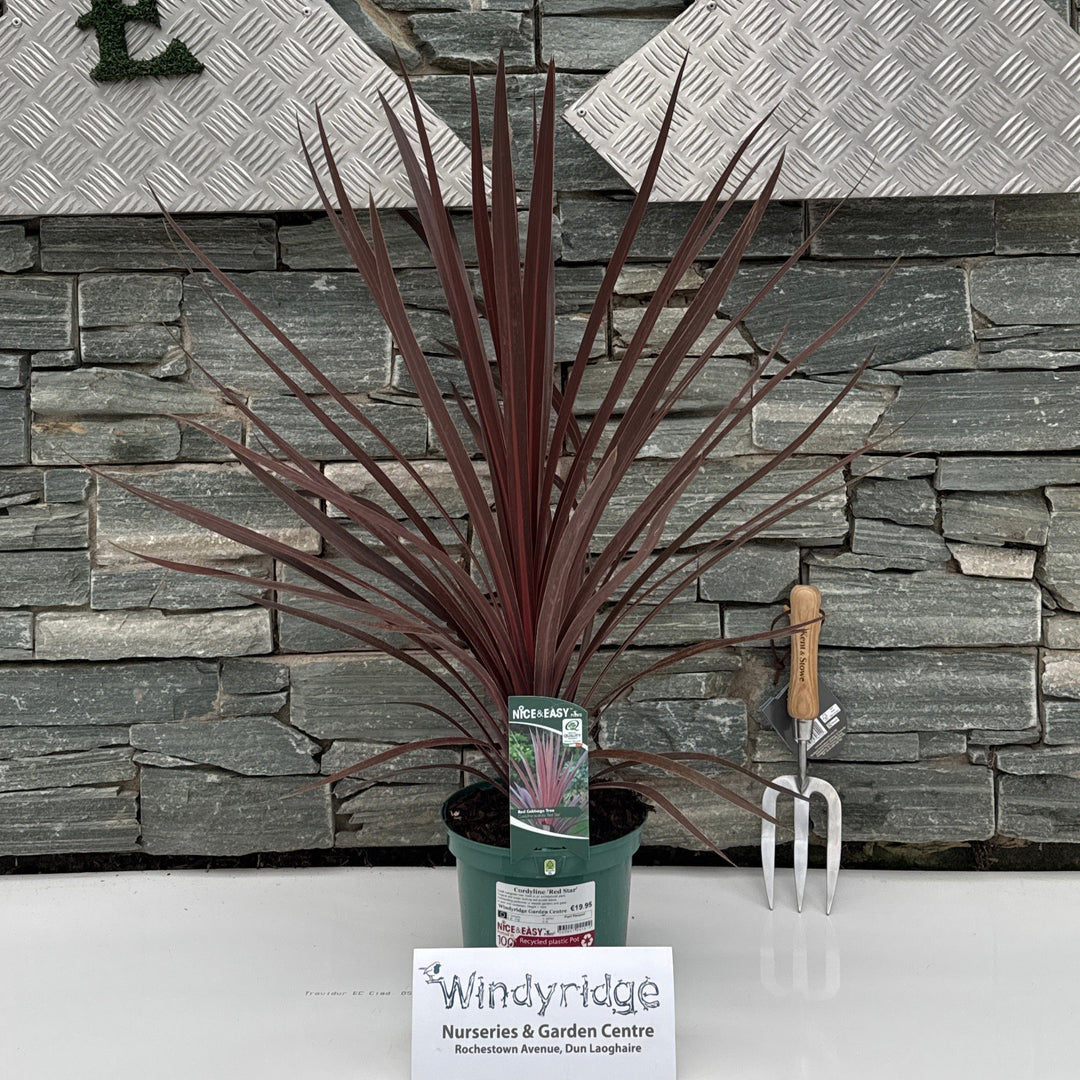 Cordyline Red Star