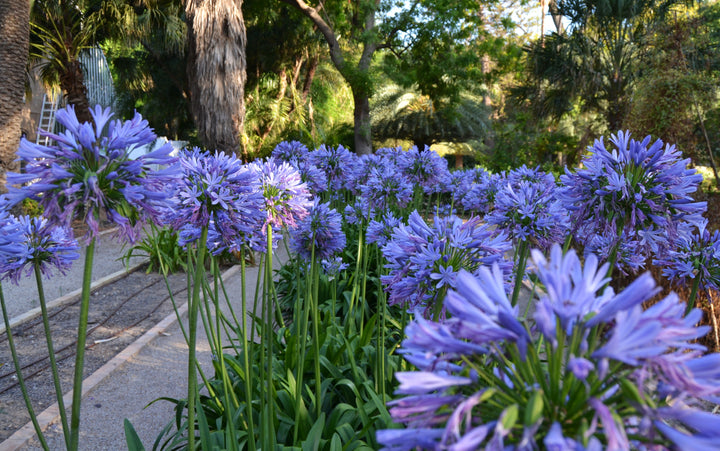 Agapanthus Amourette Blue  P17