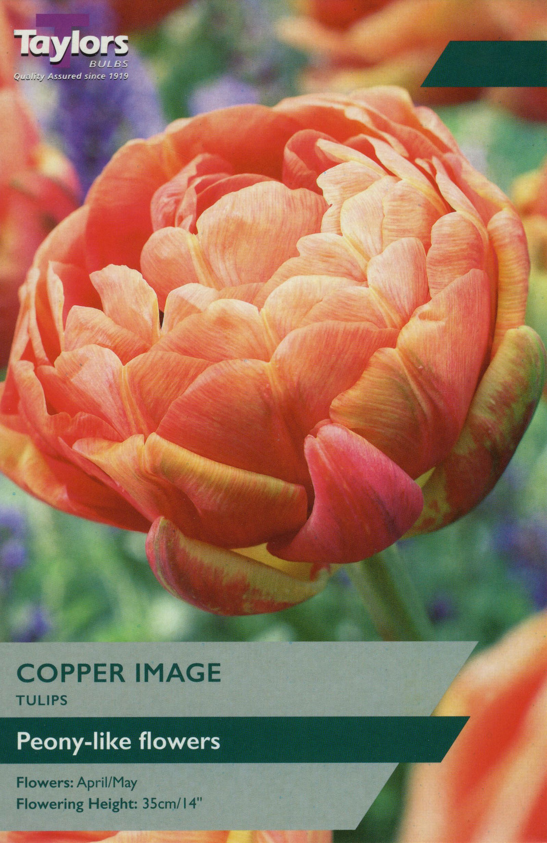 6 TULIP COPPER IMAGE