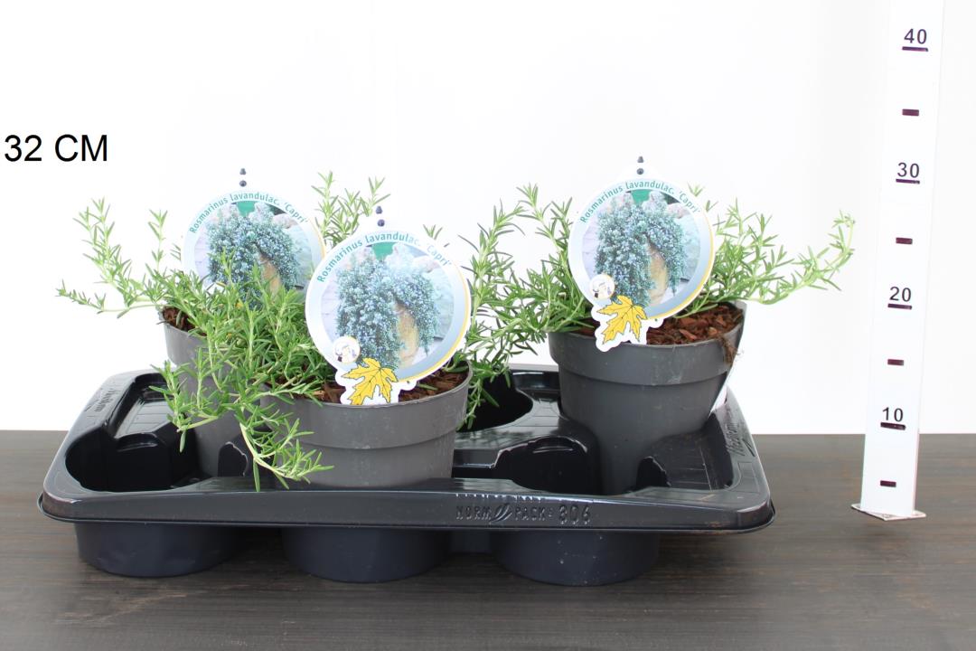 Rosemary Rosmarinus lav. Capri (17cm Pot)