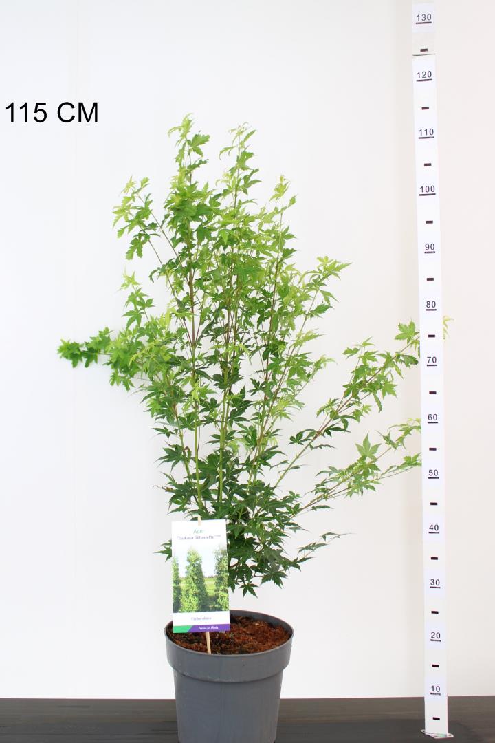 Acer pal. Silhouette