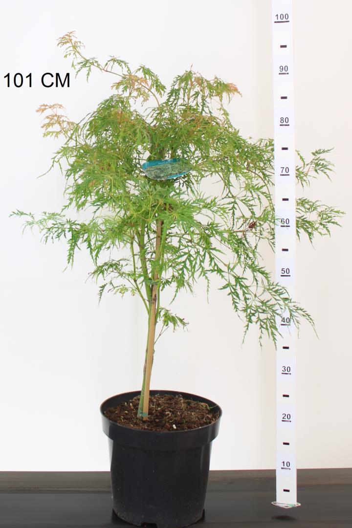 Acer pal. Dissectum