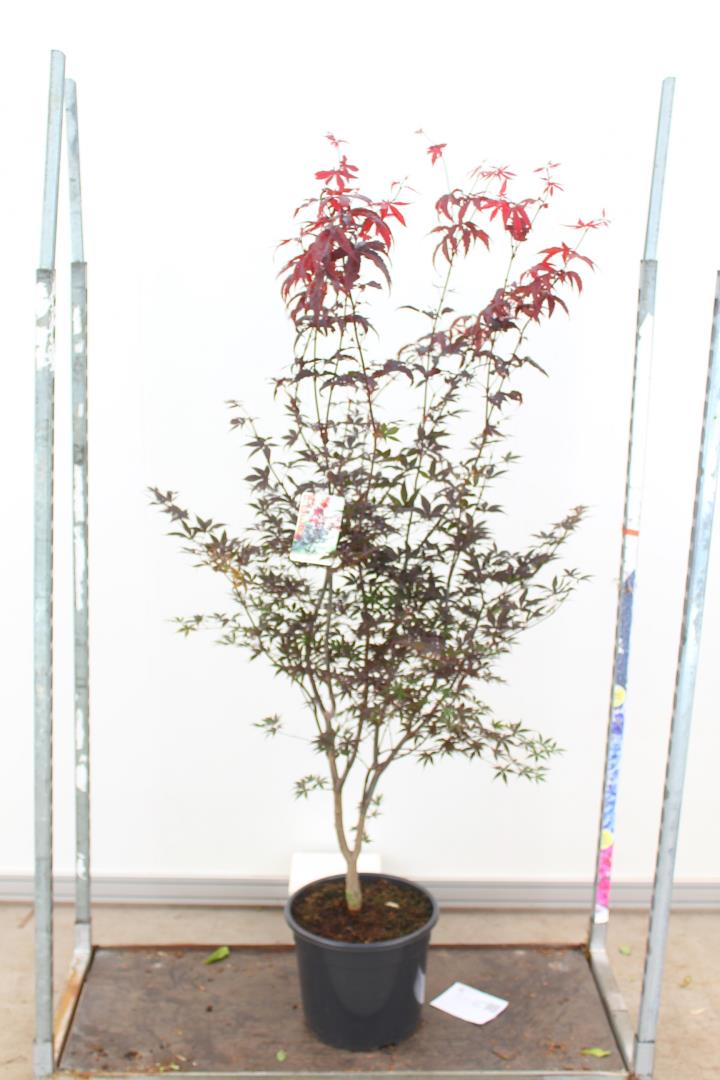 Acer pal. Red Emperor