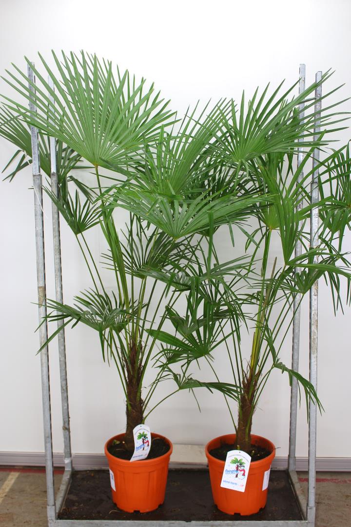 Trachycarpus fortunei