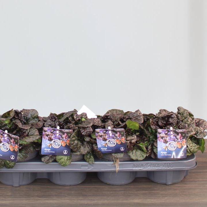 Ajuga reptans Black Scallop