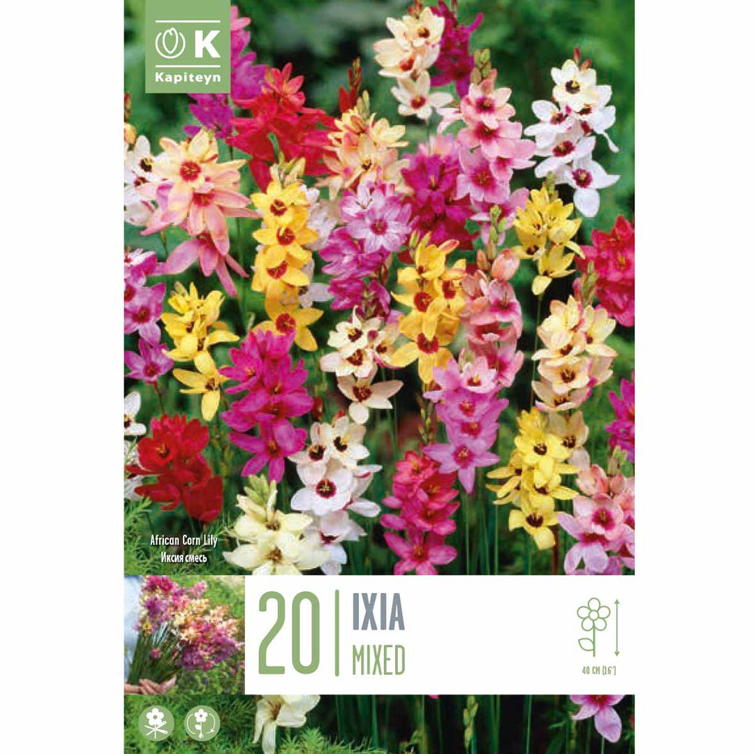 IXIA MIXED COLOURS X 20