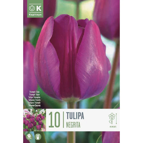 TULIPA NEGRITA X 10