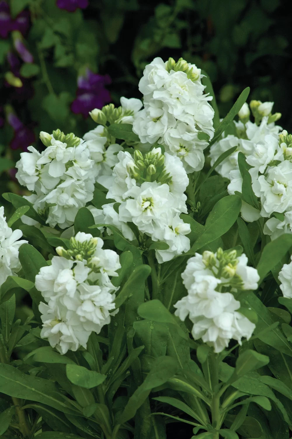 Matthiola Incana Hot Cakes 5 Ltr