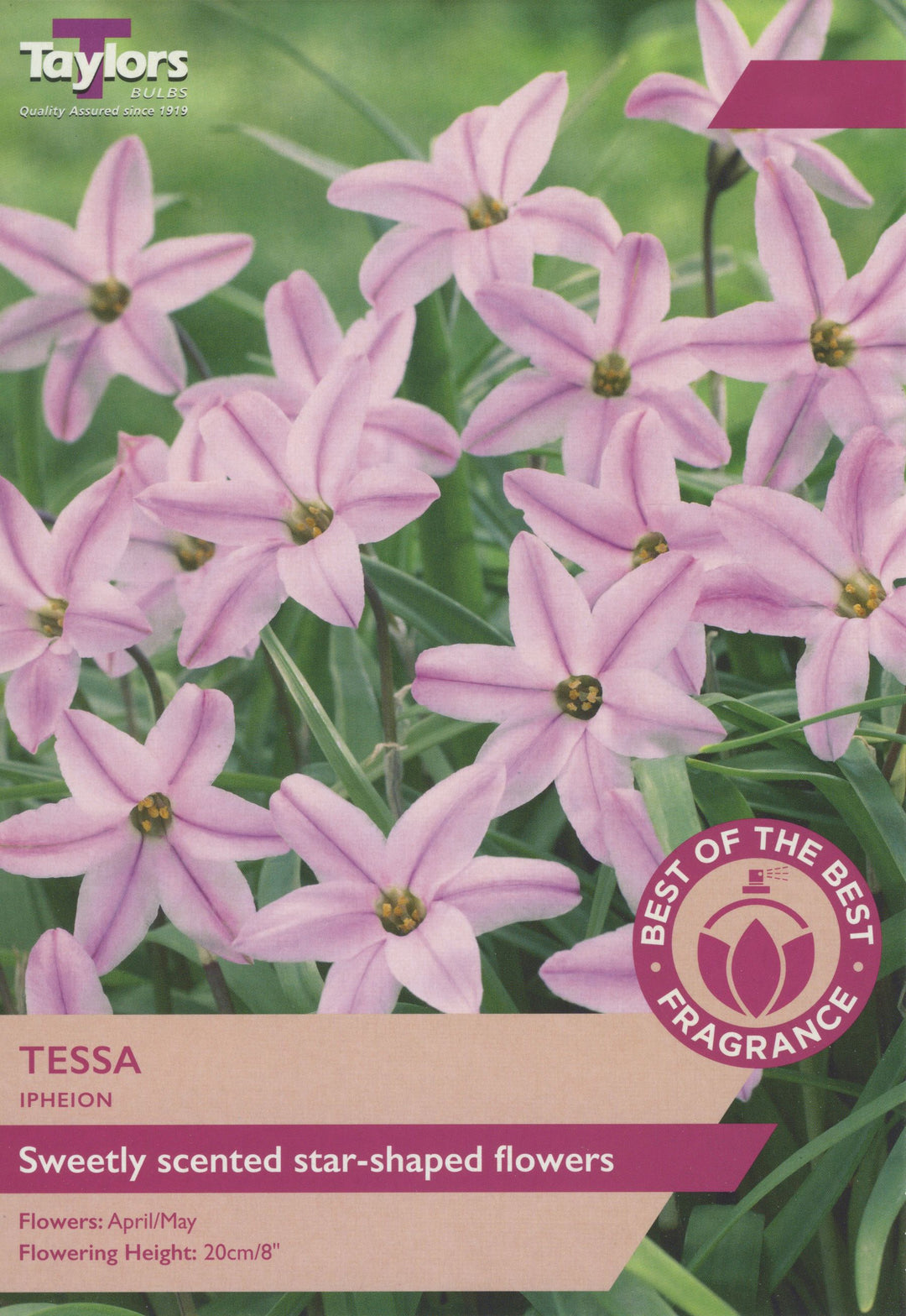IPHEION TESSA