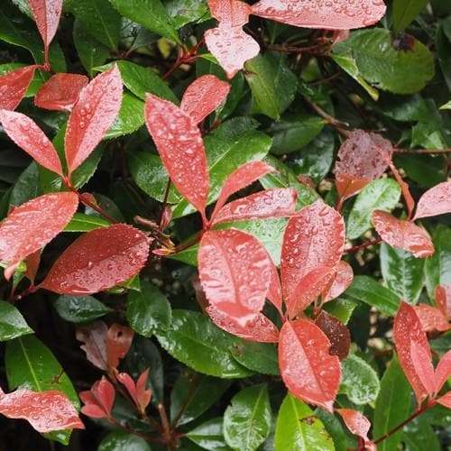 Buy Photinia Fraseri Little Fenna 3 Ltr Pot Online